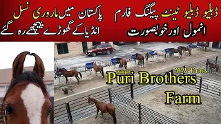WW Tent Pegging Farms I Colt I Stud I Marwari Horses in Pakistan Part-1|| Puri Brothers Farms ||