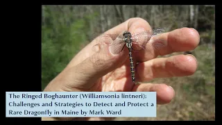 The Ringed Boghaunter: Challenges and Strategies to Detect and Protect a Rare Maine Dragonfly