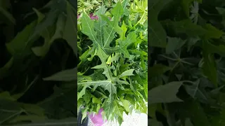 pucuk Ubi Jepun? (Japanese potato shoots?)