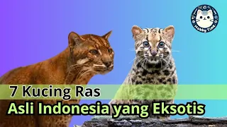 7 Kucing Ras Asli Indonesia Paling Eksotis dan Dilindungi