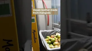 Our Dutch company is making vegan leather from waste mangoes