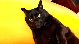 Dreams of a Black Cat on the Rainbow... Lucifero! - Bombay Cat 4K