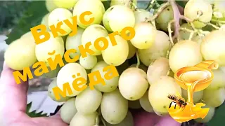 Мускат медовый.