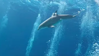 Bottlenose Dolphins Play In Bubbles