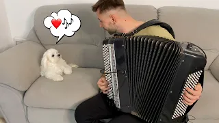 MY DOG LOVES LISTENING TO ACCORDION MUSIC
