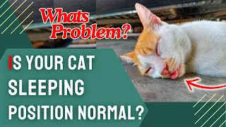 Cat Sleeps with Mouth Open | Is Your Cat Sleeping Position Normal?