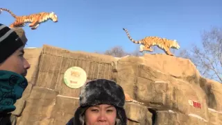 Siberian Tiger Park Harbin