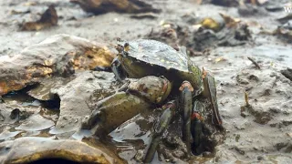 UW research on European green crabs