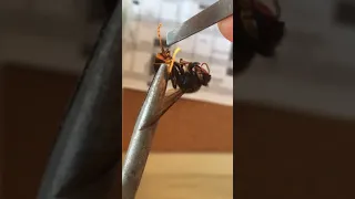 Pulling the stinger out of a hornet(vespa velutina)