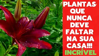 15 PLANTAS QUE AFASTAM INVEJA, ESPÍRITOS RUINS E ENERGIAS PESADAS