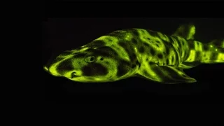 Glow-in-the-dark sharks and other stunning sea creatures | David Gruber