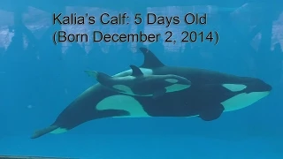 Kalia's Baby (5 Days Old) and Makani's Mirror