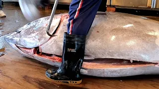 3-minute Cutting Skills for 420kg Giant Bluefin Tuna