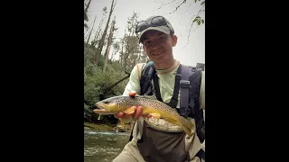 Fly Fishing North Georgia | Wild Brown Trout