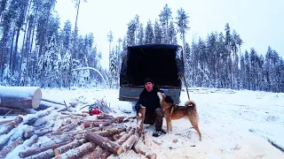 Заготовка дров. Взял с собой своего волчару Тулана. Загрузился комлевыми чурками и вершинками.