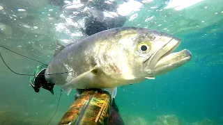 Croatia Spearfishing Dentex,Blue Fish....