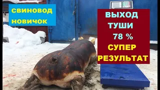 Супер результат. Вес 129кг - выход туши 78%. Свиноматка трехпородка, крыта Пьетрен. Свиноводство.