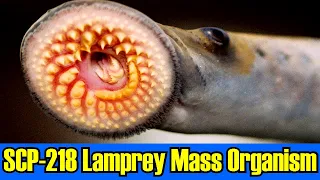 SCP-218 Lamprey Mass Organism: Predatory colonial organism of lampreys hungers!