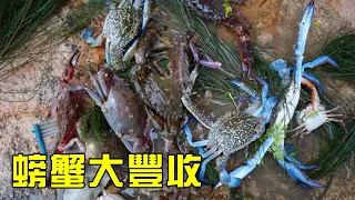 【猛貨合集】小漁全家凌晨趕海，蘭花蟹赤甲紅亂爬，還有大海螺！【漁小仙】