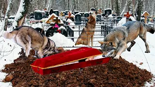 The wolves dug a fresh grave. Having opened the coffin, people were horrified!