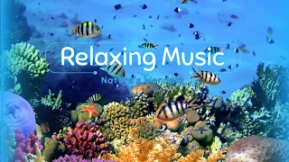 Ocean Serenity: Relaxing Music to Reduce Stress with Stunning Underwater Creatures