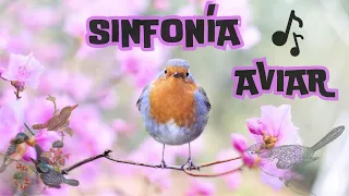 Sinfonía Aviar: Pájaros Cantores en Su Esplendor 🎶 #PájarosCantores #Relax #CantoDeAves #Birdsong