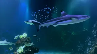 Minute Meditation - Fishy fishy (Universeum)