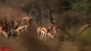 Brave Gazelle Defeated Cheetah & Successful Escaped - Cheetah Hunting Gazelle