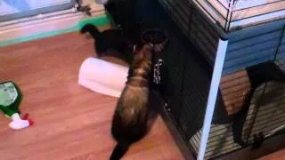 Ferret and Mink playing