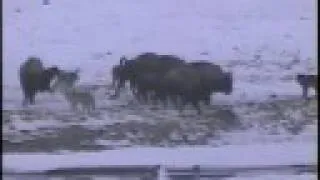 Yellowstone wolves hunting bison