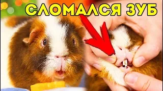 СЛОМАЛСЯ ЗУБ у Морской Свинки! ЧТО ДЕЛАТЬ? 😮