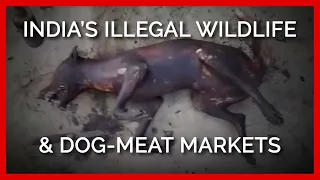 Investigation: India’s Illegal Wildlife and Dog-Meat Markets