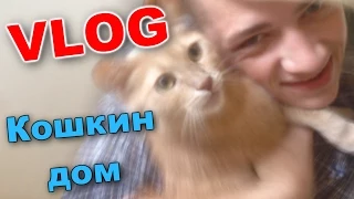 VLOG: Кошкин дом / Андрей Мартыненко