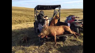 PIGHUNTING NZ 2018 Otago Boars