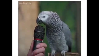 PARROT MIMICS POLICE SIREN, BABY CRYING AND MORE