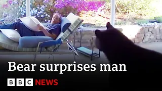 Black bear surprises man on sun lounger in North Carolina garden - BBC News