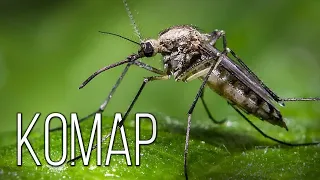 Mosquito: Little bloodsucker | Interesting facts about mosquitoes