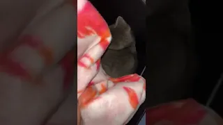 Little Kitten Meow’s For Help While Trapped Inside A Storm Drain