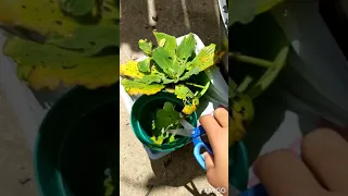 Removing excess water lettuce from pond in a pot