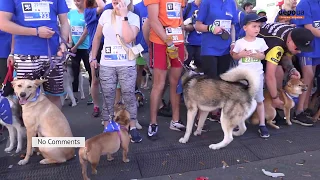 В центре Киева прошел забег с собаками