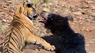 Sher Or Bhalu Ki Ladai 2020 || BBC Animals Would 2020 | Sher aur bhalu ki ladai jabardasth #animals