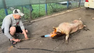 Ріжим свинку. Як смалять свиню в селі! Забій 200кг‼️