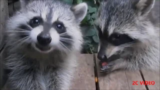The best collection of jokes with raccoons | Очень смешная подборка с енотами