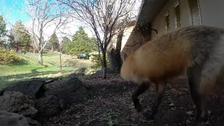 Mother fox letting the kits out to play