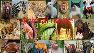 Animals name pictur & word( जानवरो का नाम ) will animal names hindi 🌷 Hindi english study