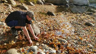 Unclogging Stream, Watch As Leaves Clear The Pond Surface