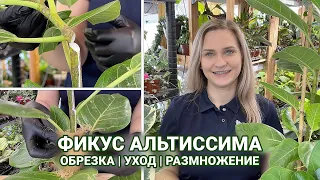 CUTTING FICUS ALTISSIMA | REPRODUCTION AND CARE