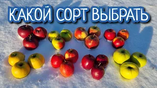 ЗИМНИЕ СОРТА ДЛЯ ХРАНЕНИЯ