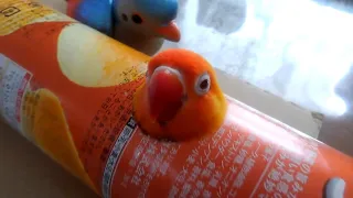 Super Cute And Funny Parrots #32