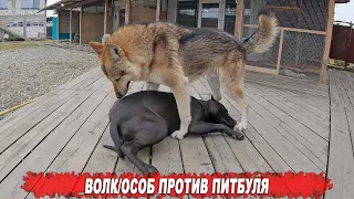 Волкособ VS Питбуль. Страшный рык Волка усмирил горячего питбуля !!!